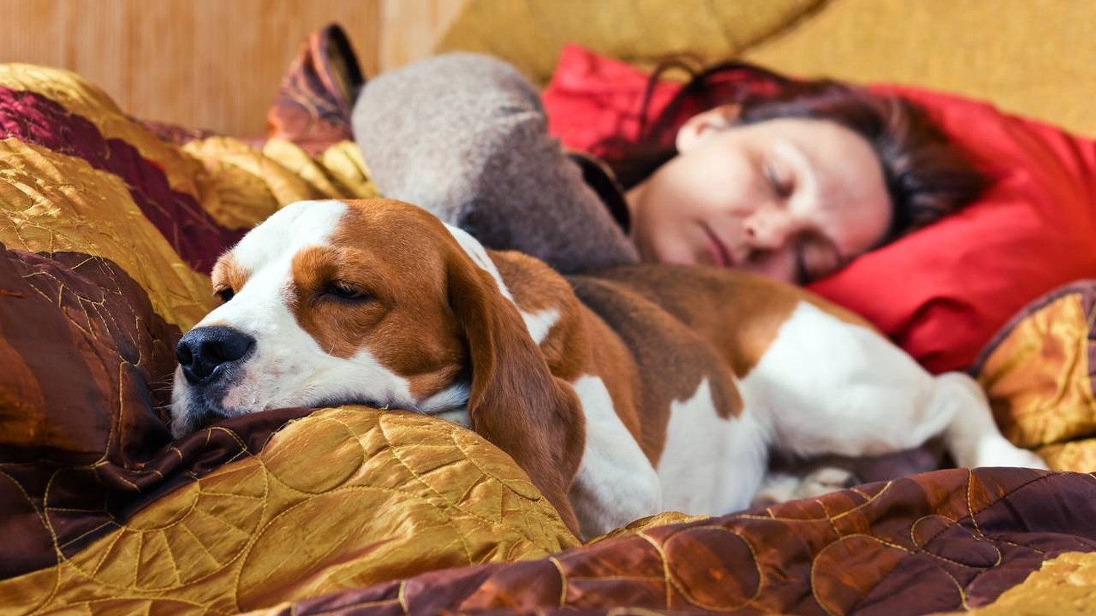 Cão beagle dormindo na cama ao lado de uma mulher sob um cobertor