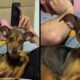Homem e cachorro marrom deitados, ambos com mãos e patas na boca em gesto similar