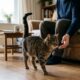 Um gato rajado caminha em direção à mão estendida de uma pessoa em piso de madeira na sala