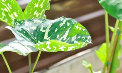 Grandes folhas variegadas de verde escuro e branco de uma planta tropical