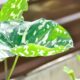 Grandes folhas variegadas de verde escuro e branco de uma planta tropical