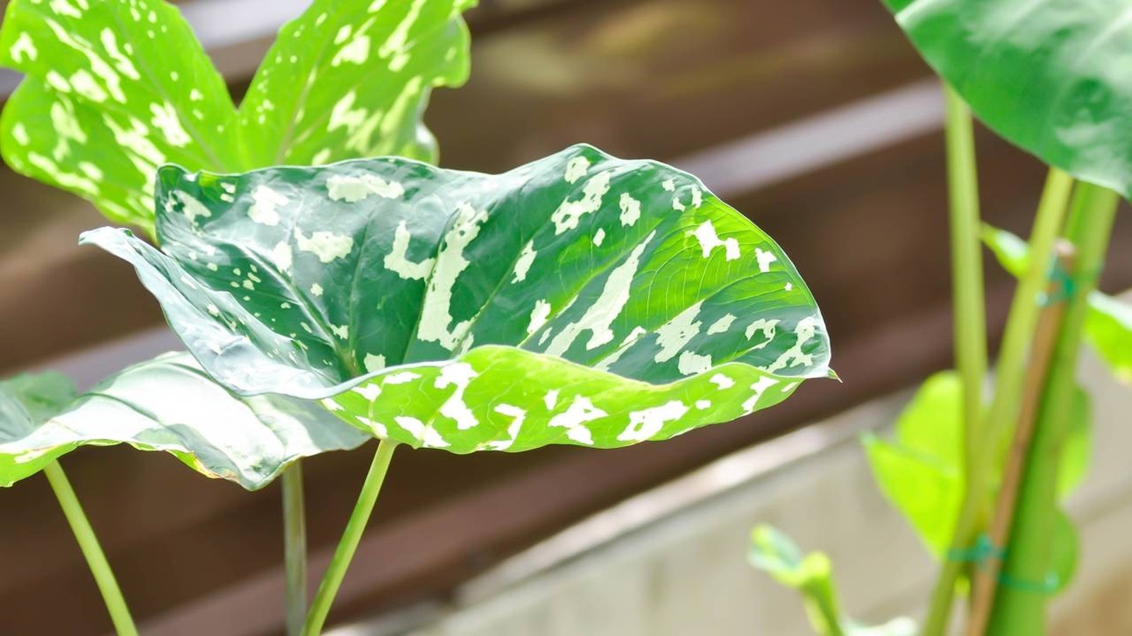 Grandes folhas variegadas de verde escuro e branco de uma planta tropical
