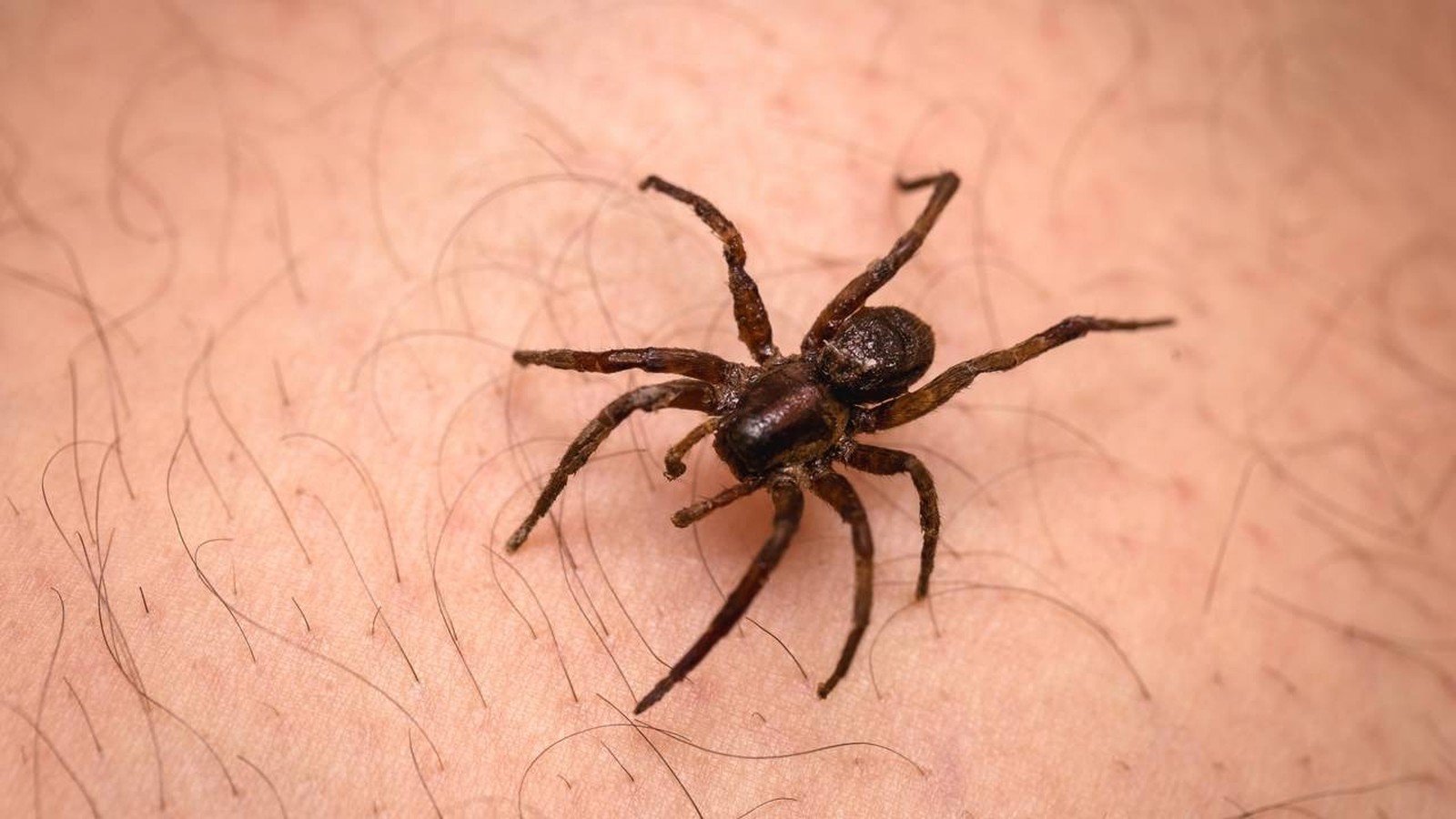 Uma aranha marrom escura em close-up sobre pele humana com pelos finos