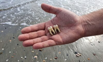 Duas dentes humanos sujos de areia na palma da mão de uma pessoa em uma praia