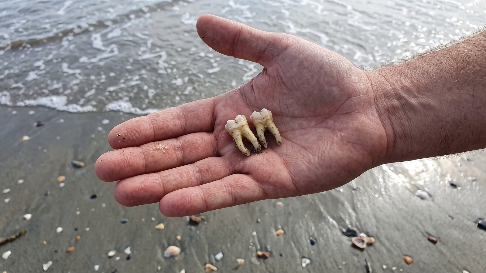 Duas dentes humanos sujos de areia na palma da mão de uma pessoa em uma praia