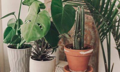 Monstera, cacto e suculentas em vasos, parte de uma coleção de plantas de interior