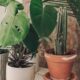 Monstera, cacto e suculentas em vasos, parte de uma coleção de plantas de interior