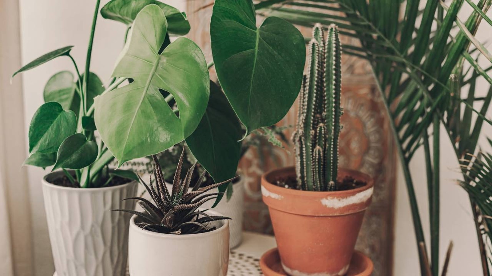 Monstera, cacto e suculentas em vasos, parte de uma coleção de plantas de interior