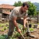 Homem suado capinando horta, com ferramentas, plantas, casas de pedra e ovelhas ao fundo