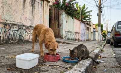A psicologia explica por que adultos que alimentam animais abandonados costumam ter uma sensibilidade que vai muito além da compaixão e revela como percebem necessidades que outras pessoas ignoram