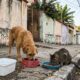 A psicologia explica por que adultos que alimentam animais abandonados costumam ter uma sensibilidade que vai muito além da compaixão e revela como percebem necessidades que outras pessoas ignoram