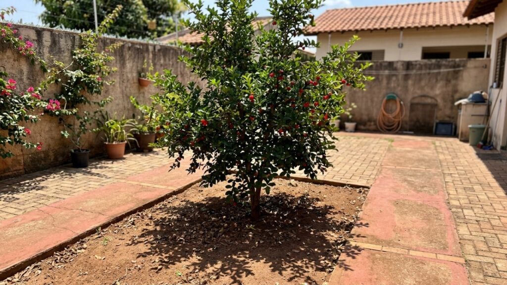 7 árvores frutíferas com raízes menos agressivas para plantar no quintal sem ocupar tanto espaço e com menor risco de levantar pisos e pavimentos