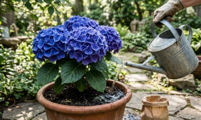O líquido ácido comum de cozinha que você deve pingar na água da rega para mudar a cor e turbinar a floração da hortênsia no vaso