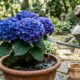 O líquido ácido comum de cozinha que você deve pingar na água da rega para mudar a cor e turbinar a floração da hortênsia no vaso