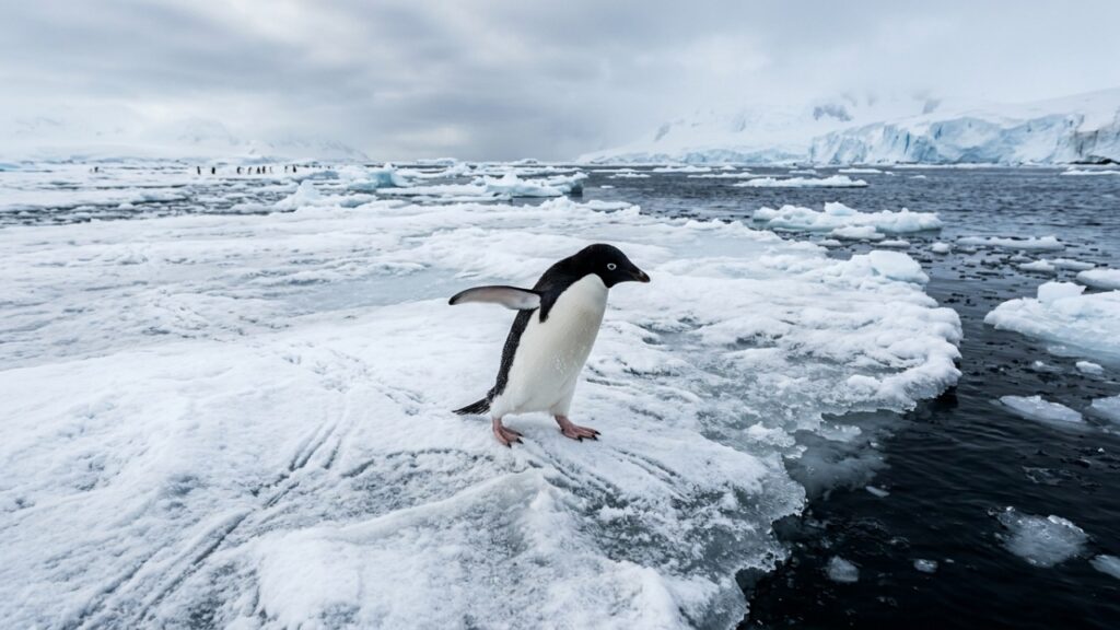 Cientistas observam mudança no gelo da Antártida e descobrem que, mesmo durante o período mais frio do ano, a cobertura marinha registrou o terceiro menor crescimento máximo desde 1979