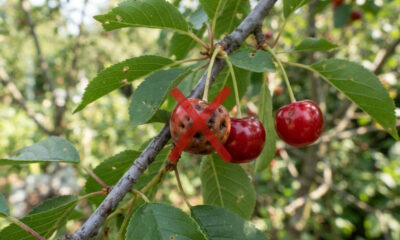 Adeus, cereja: essa fruta de casca vermelha intensa nasce em árvore nativa da Mata Atlântica e tem sabor doce e polpa carnuda no quintal