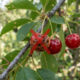 Adeus, cereja: essa fruta de casca vermelha intensa nasce em árvore nativa da Mata Atlântica e tem sabor doce e polpa carnuda no quintal