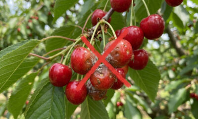 Adeus, cereja: essa fruta nativa de cor escura e casca brilhante nasce em árvores compactas e tem polpa extremamente doce