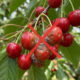 Adeus, cereja: essa fruta nativa de cor escura e casca brilhante nasce em árvores compactas e tem polpa extremamente doce