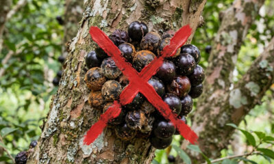 Adeus, jabuticaba: essa fruta nativa do Sul de casca aveludada e polpa doce produz em abundância e atrai pássaros para o quintal