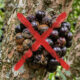 Adeus, jabuticaba: essa fruta nativa do Sul de casca aveludada e polpa doce produz em abundância e atrai pássaros para o quintal