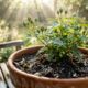 O adubo rico em fósforo aplicado 15 dias antes da primavera que faz os vasos produzirem até 50% a mais de flores no quintal
