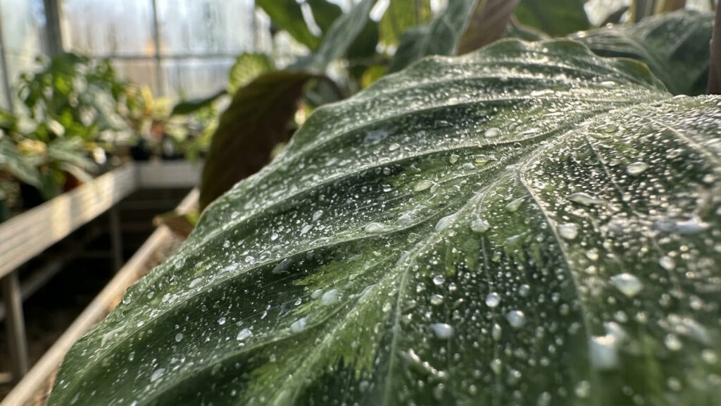 Adubação foliar com soro de manteiga diluído: para que serve a solução caseira que fornece cálcio e protege folhas de sombra