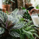 Adubação foliar com soro de manteiga diluído: para que serve a solução caseira que fornece cálcio e protege folhas de sombra