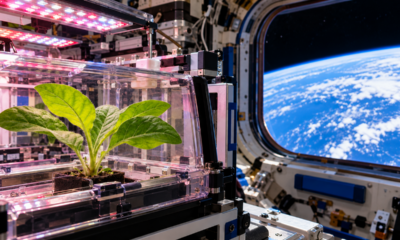 Em 1994, cientistas levaram sementes de tabaco ao espaço e, depois do retorno à Terra, estudaram como a ausência de gravidade poderia influenciar o desenvolvimento das plantas