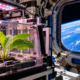 Em 1994, cientistas levaram sementes de tabaco ao espaço e, depois do retorno à Terra, estudaram como a ausência de gravidade poderia influenciar o desenvolvimento das plantas