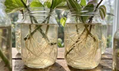 O líquido natural refrescante que você deve diluir na água para agir como bioestimulante potente e acelerar o enraizamento de mudas