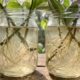 O líquido natural refrescante que você deve diluir na água para agir como bioestimulante potente e acelerar o enraizamento de mudas