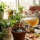 Água de cozimento de legumes nos vasos: para que serve o tônico mineral caseiro e sem sal que fortalece o solo e acelera a floração