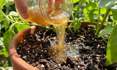 Regar a terra com água morna de linhaça: como o gel vegetal retém a umidade no solo e salva as plantas no calor extremo do verão