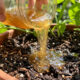 Regar a terra com água morna de linhaça: como o gel vegetal retém a umidade no solo e salva as plantas no calor extremo do verão