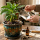 Usar água oxigenada de volume 10 nas plantas: como o truque simples salva raízes apodrecidas pelo excesso de água no vaso