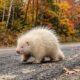 Casal encontra gato branco na beira da estrada, mas fica impressionado ao perceber que o animal é uma raridade encontrada em apenas 1 a cada 10 mil casos