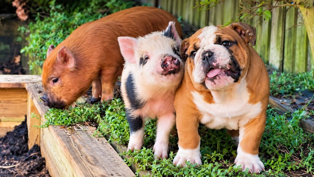 Bulldog criado desde pequeno ao lado de porcos cresce acreditando que é um deles e surpreende a todos com seu comportamento e a amizade inseparável com os animais