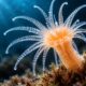 O animal marinho que consegue regenerar partes do próprio corpo e o mecanismo biológico que ajuda cientistas a investigar como os tecidos se recuperam