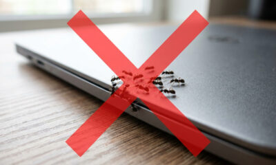 Adeus formigas nos aparelhos eletrônicos: o truque simples dos especialistas para espantar os insetos sem danificar os circuitos