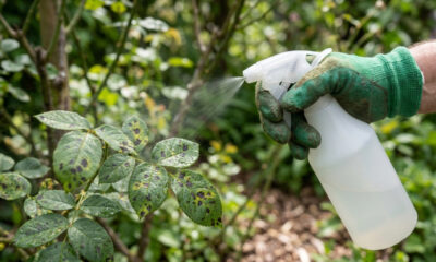 Pulverizar bicarbonato de amônio nas folhas: para que serve a aplicação em baixa dosagem para controlar fungos de manchas pretas no jardim