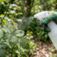 Pulverizar bicarbonato de amônio nas folhas: para que serve a aplicação em baixa dosagem para controlar fungos de manchas pretas no jardim