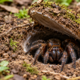 A aranha que constrói armadilhas subterrâneas com portas camufladas, permanece escondida durante longos períodos e detecta as vibrações de pequenos animais que passam perto da entrada, utilizando uma técnica de caça que depende da surpresa
