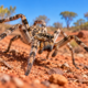 A aranha mais rápida do mundo consegue correr mais rápido que uma pessoa e revela uma habilidade impressionante escondida em suas oito pernas