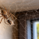 Muita gente destrói as teias de aranha que aparecem nos cantos da casa por medo ou repulsa, mas poucos sabem que algumas espécies capturam moscas, mosquitos e outros insetos que circulam diariamente pelo ambiente