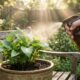 O remédio comum de farmácia que dissolvido na água da rega ativa as defesas naturais das plantas e impede que as folhas fiquem murchas