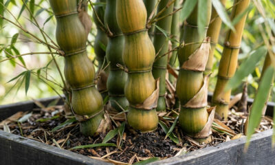 Bambu-barriga-de-buda em floreiras: o segredo do controle da rega para fazer os gomos ficarem bem arredondados e decorativos