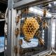 Em 1984, a NASA enviou cerca de 3.400 abelhas ao espaço para descobrir se elas conseguiriam construir favos sem gravidade, e o resultado surpreendeu os pesquisadores