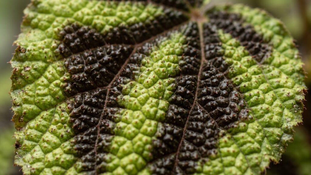Essa planta exótica tem folhas ásperas com estampa que lembra a pele de um tigre: o cuidado simples de meia-sombra para manter as cores vivas