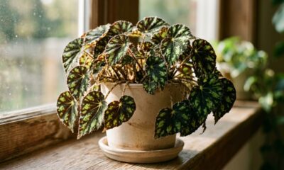 Essa planta exótica tem folhas ásperas com estampa que lembra a pele de um tigre: o cuidado simples de meia-sombra para manter as cores vivas